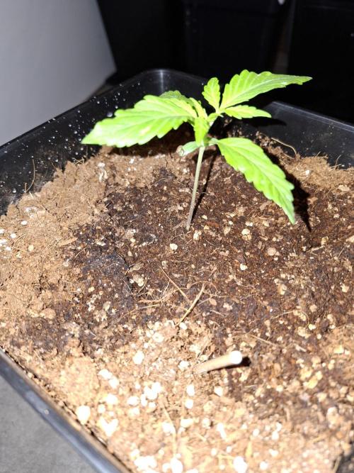 80s Durban Poison - Love of Landrace. Week 2