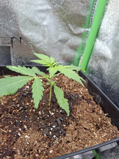 80s Durban Poison - Love of Landrace. Week 3