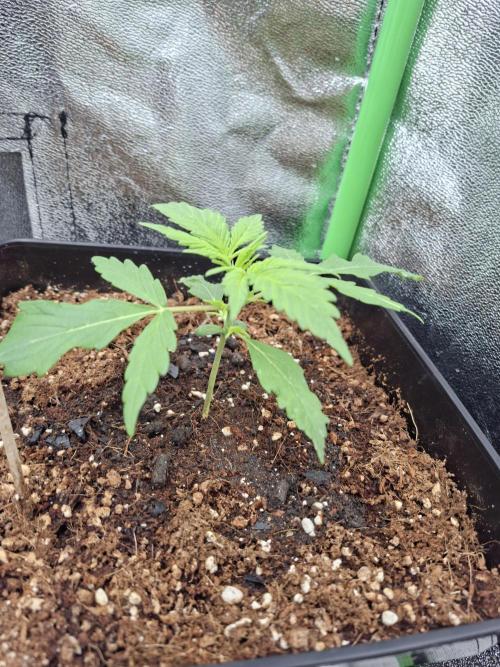 80s Durban Poison - Love of Landrace. Week 3