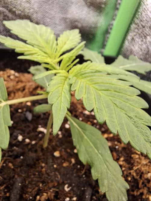 80s Durban Poison - Love of Landrace. Week 3