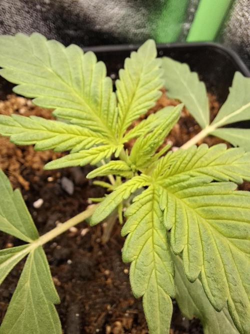 80s Durban Poison - Love of Landrace. Week 3