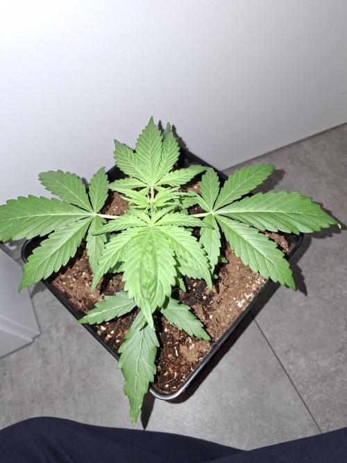 80s Durban Poison - Love of Landrace. Week 4