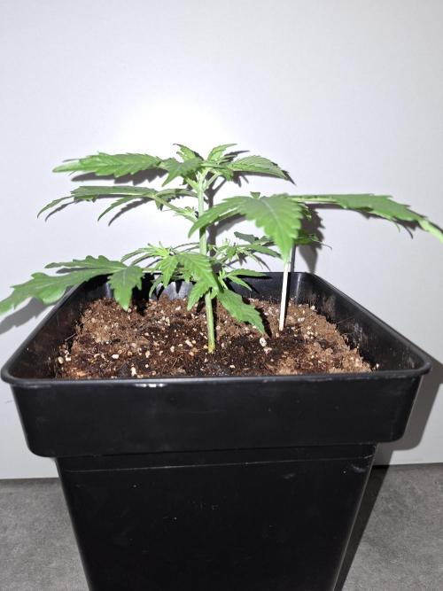 80s Durban Poison - Love of Landrace. Week 4