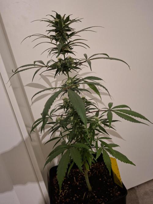 Nigerian Sativa - Love of Landrace. Week 11