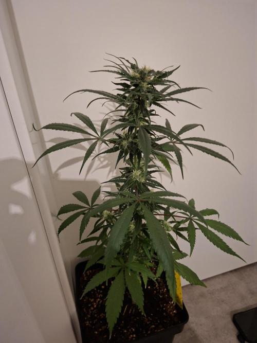 Nigerian Sativa - Love of Landrace. Week 11