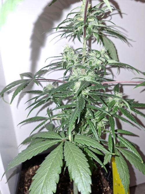 Nigerian Sativa - Love of Landrace. Week 11
