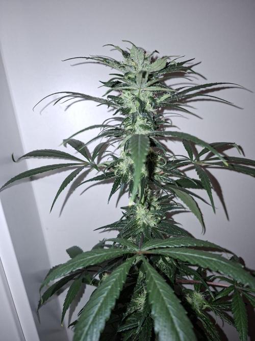 Nigerian Sativa - Love of Landrace. Week 11