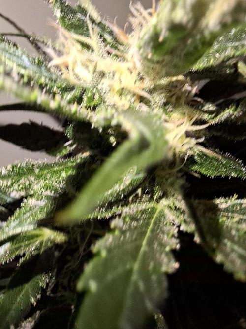 Nigerian Sativa - Love of Landrace. Week 11