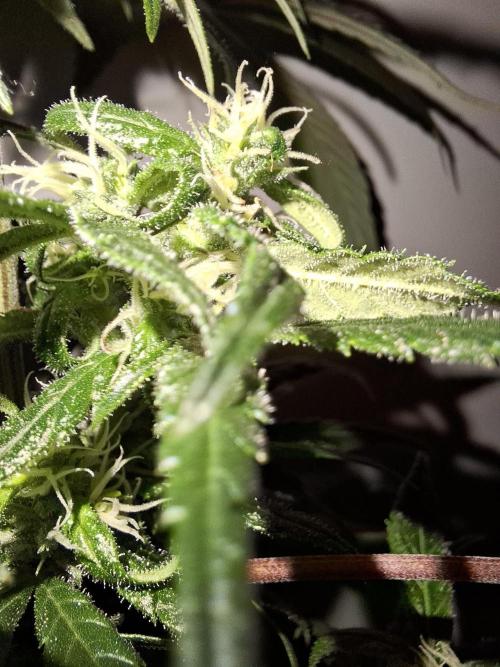 Nigerian Sativa - Love of Landrace. Week 11