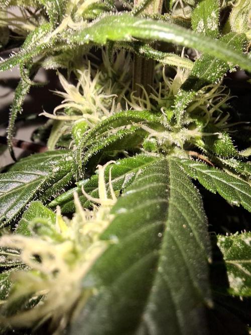 Nigerian Sativa - Love of Landrace. Week 11