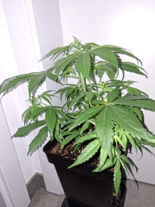 80s Durban Poison - Love of Landrace. Week 5