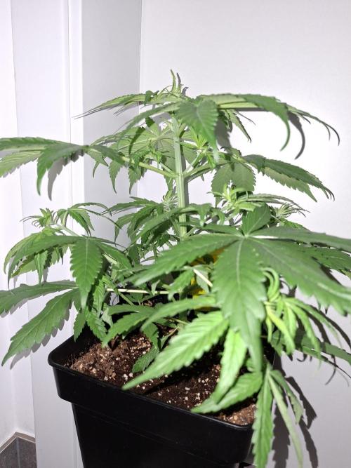 80s Durban Poison - Love of Landrace. Week 5