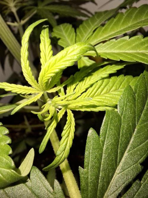 80s Durban Poison - Love of Landrace. Week 5