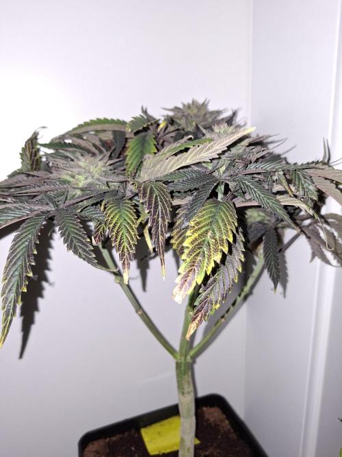 Desfrán - Dutch Passion. Week 13
