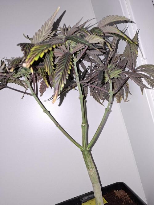 Desfrán - Dutch Passion. Week 13