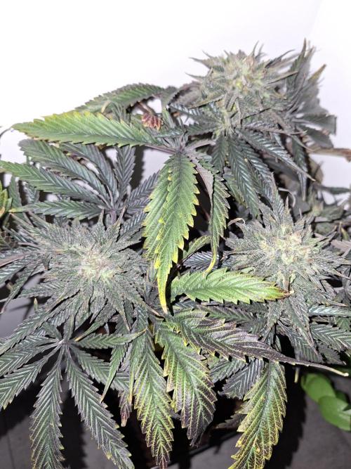 Desfrán - Dutch Passion. Week 13
