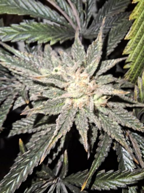 Desfrán - Dutch Passion. Week 13
