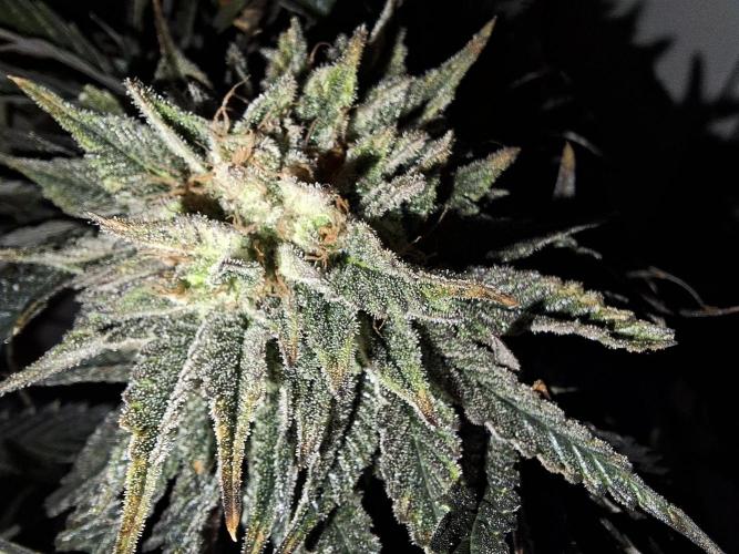 Desfrán - Dutch Passion. Week 13