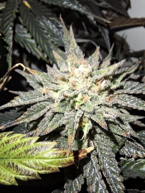 Desfrán - Dutch Passion. Week 13