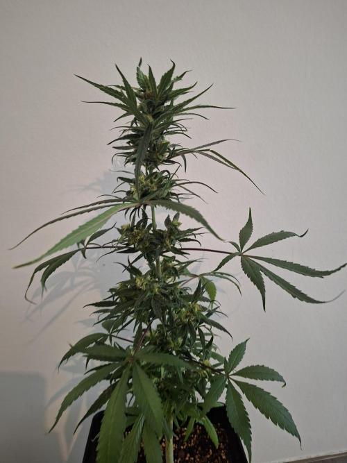 Nigerian Sativa - Love of Landrace. Week 12