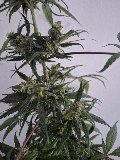 Nigerian Sativa - Love of Landrace. Week 12