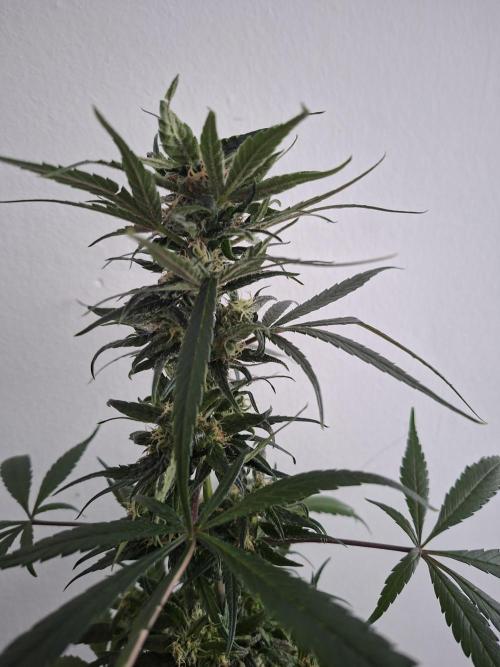 Nigerian Sativa - Love of Landrace. Week 12