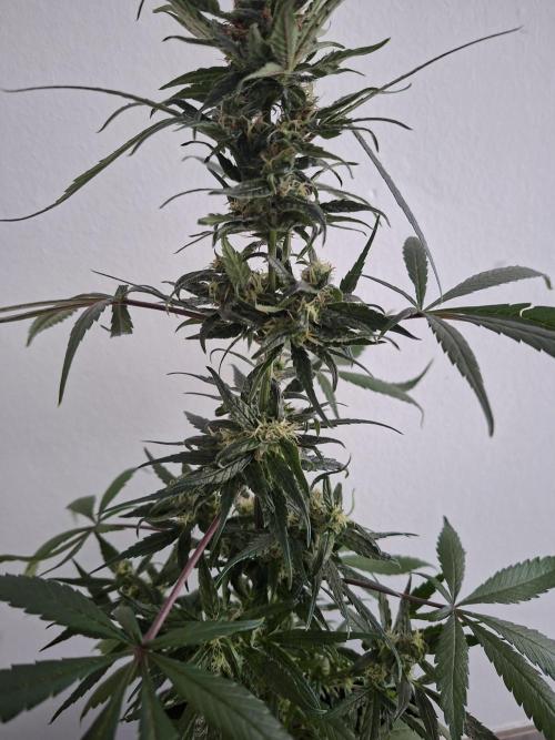 Nigerian Sativa - Love of Landrace. Week 12