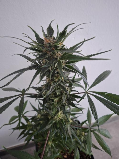 Nigerian Sativa - Love of Landrace. Week 12