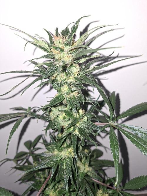 Nigerian Sativa - Love of Landrace. Week 12
