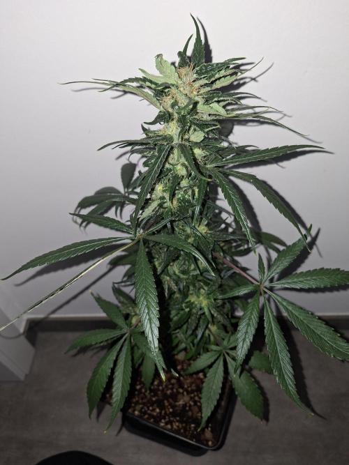 Nigerian Sativa - Love of Landrace. Week 12