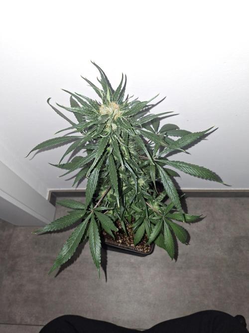 Nigerian Sativa - Love of Landrace. Week 12