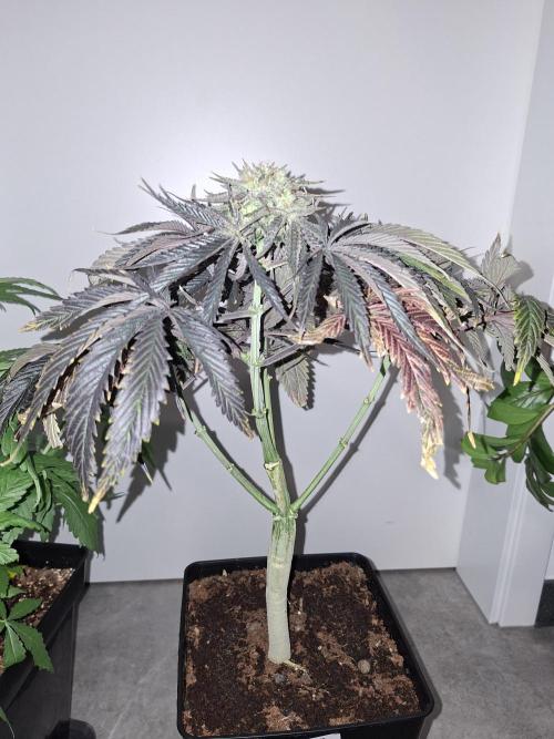 Desfrán - Dutch Passion. Week 14