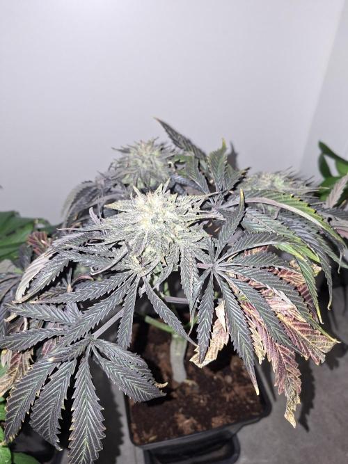Desfrán - Dutch Passion. Week 14