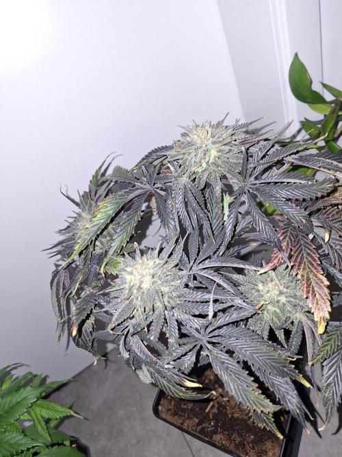 Desfrán - Dutch Passion. Week 14