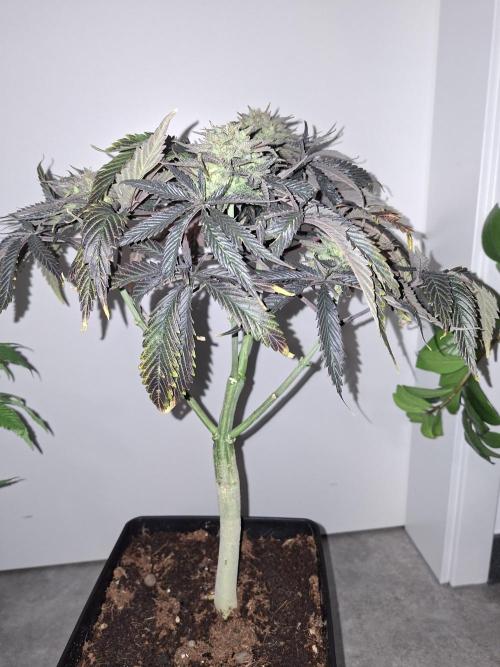 Desfrán - Dutch Passion. Week 14