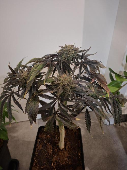 Desfrán - Dutch Passion. Week 14