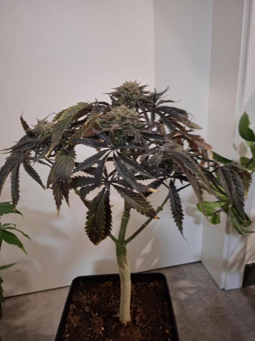 Desfrán - Dutch Passion. Week 14