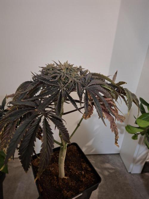 Desfrán - Dutch Passion. Week 14
