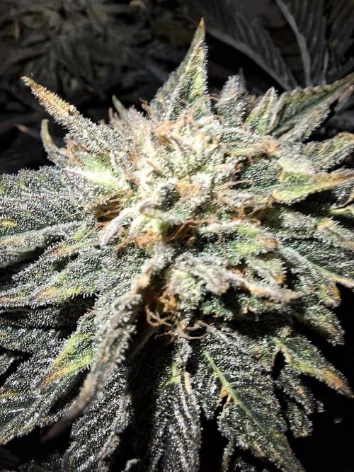 Desfrán - Dutch Passion. Week 14