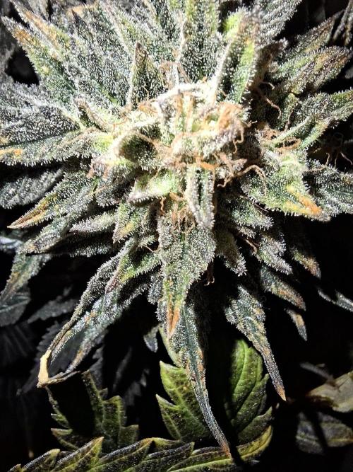 Desfrán - Dutch Passion. Week 14