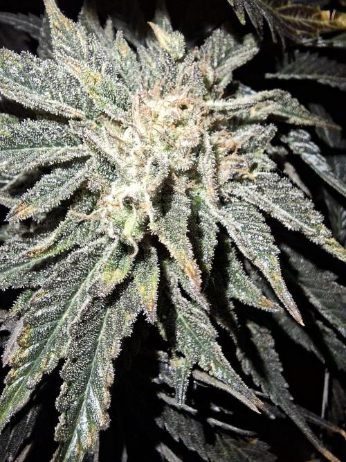 Desfrán - Dutch Passion. Week 14