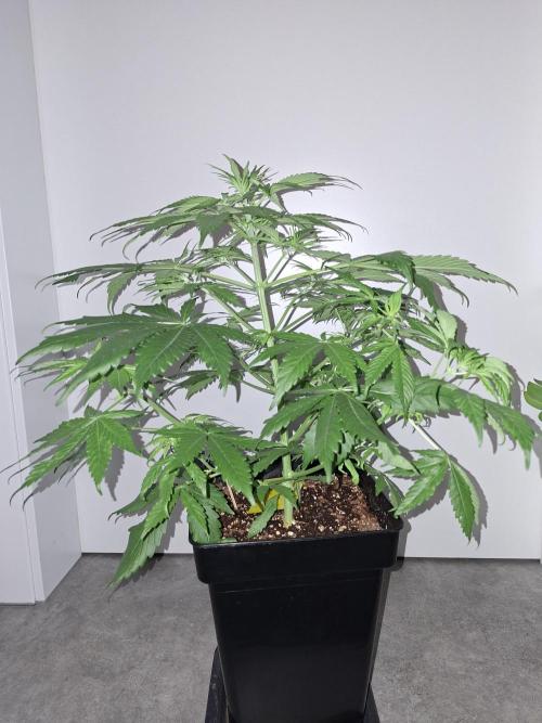 80s Durban Poison - Love of Landrace. Week 6