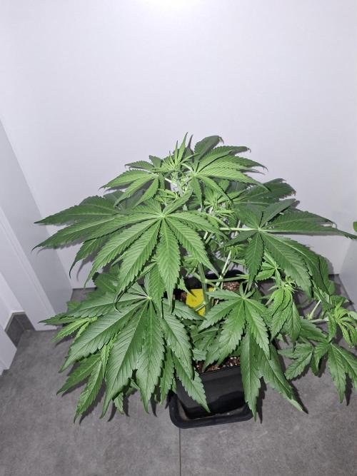 80s Durban Poison - Love of Landrace. Week 6