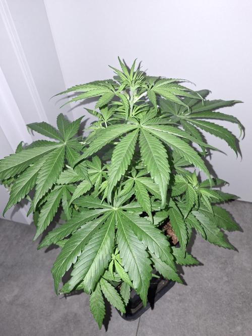 80s Durban Poison - Love of Landrace. Week 6