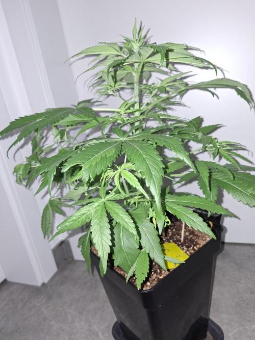 80s Durban Poison - Love of Landrace. Week 6