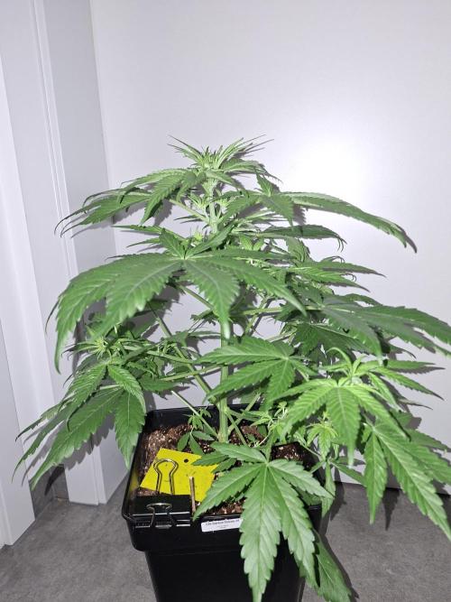 80s Durban Poison - Love of Landrace. Week 6