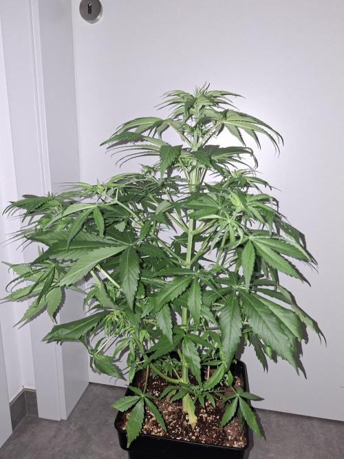 80s Durban Poison - Love of Landrace. Week 7