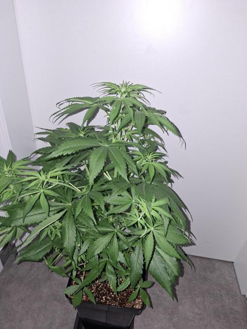 80s Durban Poison - Love of Landrace. Week 7
