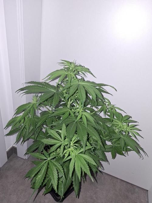 80s Durban Poison - Love of Landrace. Week 7