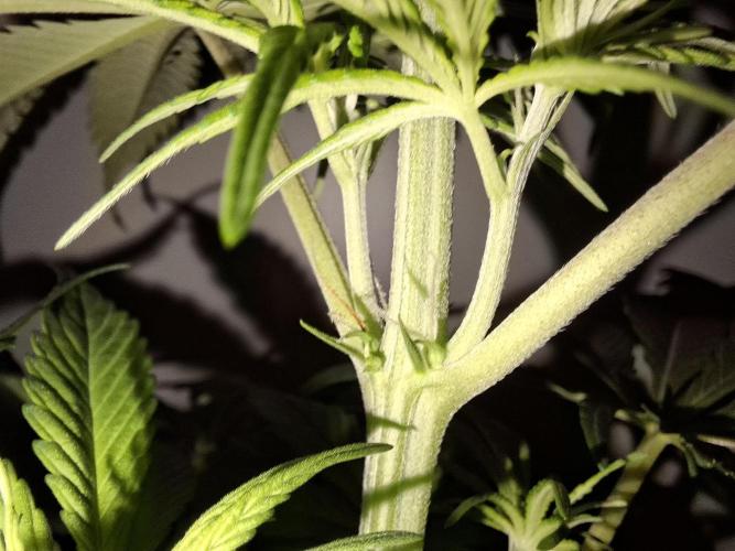 80s Durban Poison - Love of Landrace. Week 7
